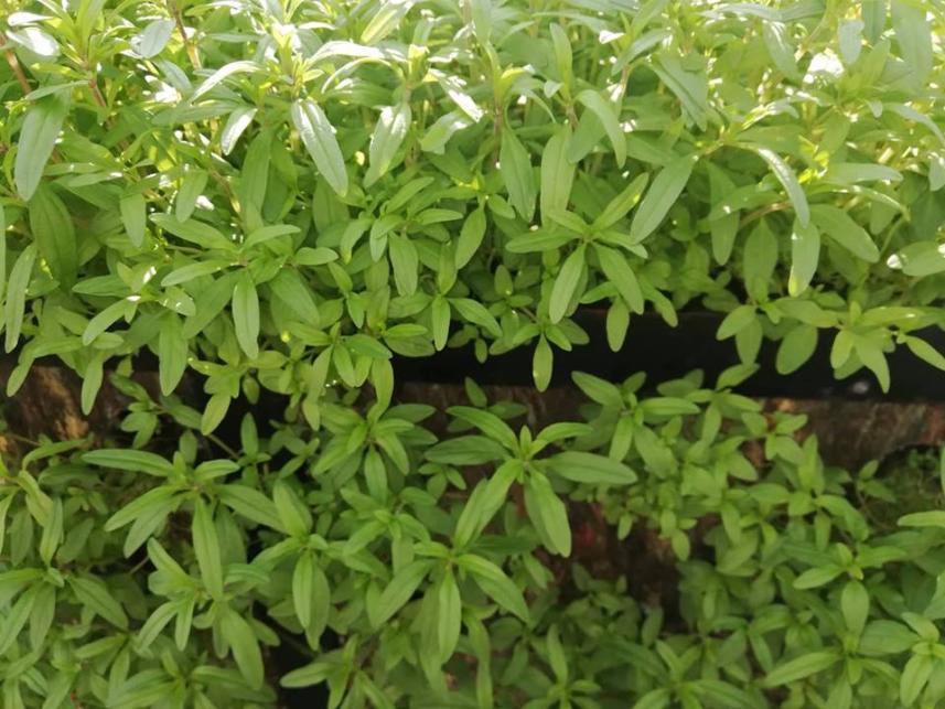 ���� ��� �������� 2.