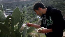 فنان فلسطيني يرسم على الصبار 