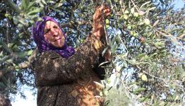 حاجة فلسطينية تقطف الزيتون 