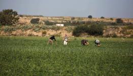 استهداف المزارعين