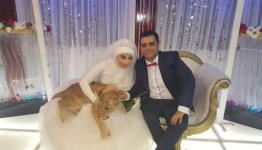 أسد في زفاف مصرية