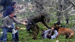 الكلاب الهولندية تنهش الفلسطينيين
