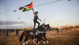 خيل عربي أصيل