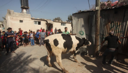 ذبح الأضاحي في غزة