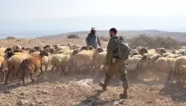 استهداف رعاة الغنم