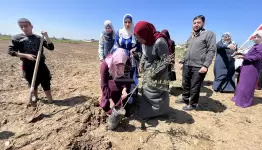 غرس شتلات الزيتون