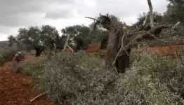 تجريف أراضٍ ويقتلع عشرات أشجار الزيتون