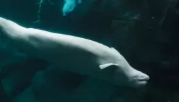 حوت
