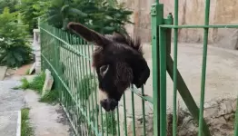 راس حمار