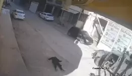شهيد