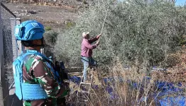 سرقة اشجار زيتون من جنوب لبنان