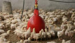 صورة توضيحية