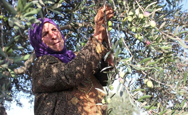 حاجة فلسطينية تقطف الزيتون