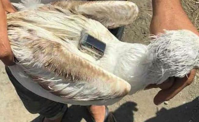 صورة الطائر الذي يحمل جهازاً تعقبياً