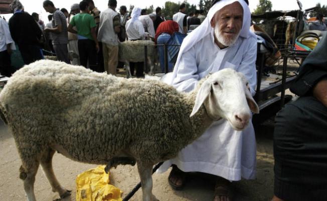 الأضاحي في غزة