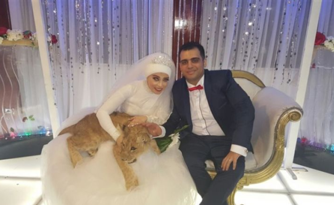 أسد في زفاف مصرية