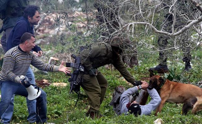 الكلاب الهولندية تنهش الفلسطينيين