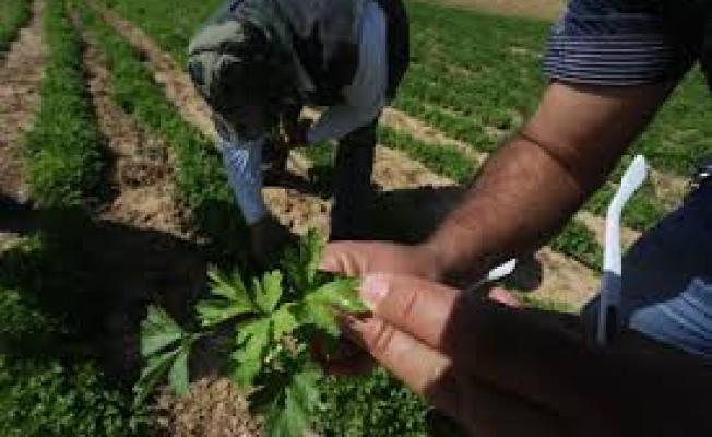 حرق الأراضي الزراعية بغزة
