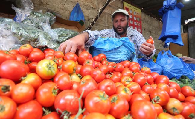 تصدير الطماطم في غزة