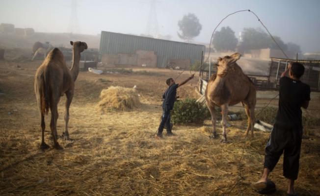 تربية الجمال في النقب المحتل