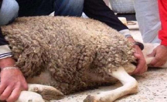 آداب ذبح الأضحية