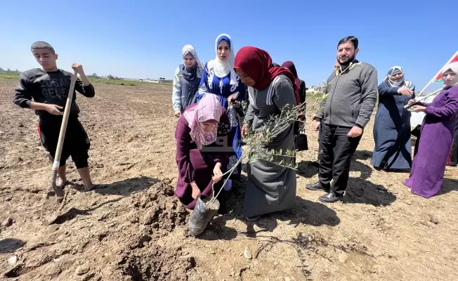 غرس شتلات الزيتون
