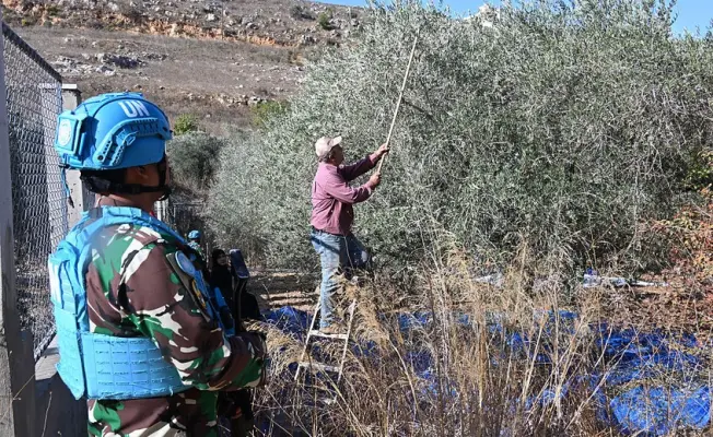 سرقة اشجار زيتون من جنوب لبنان