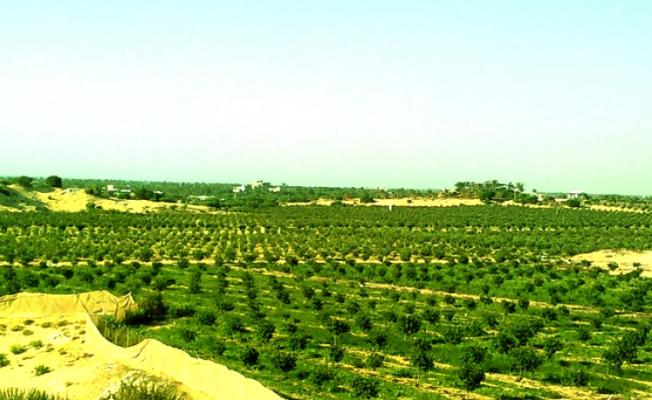 أراضي زراعية في غزة
