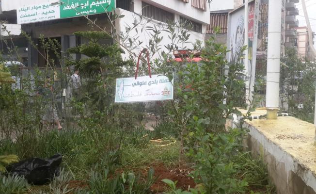مكان غرس شجرة الزيتون في البداوي