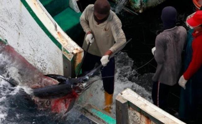 اصطياد اسماك (أرشيف)